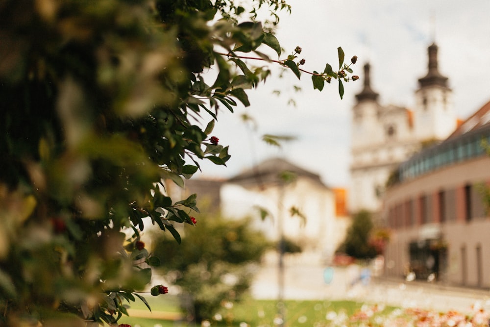 Árbol verde con flores blancas