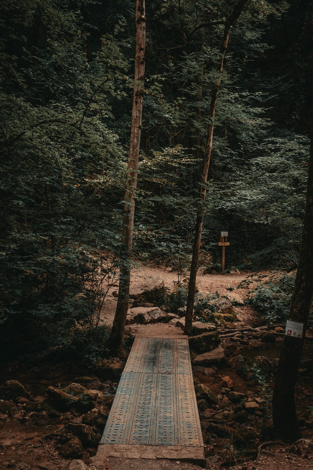 brown wooden pathway in the middle of forest