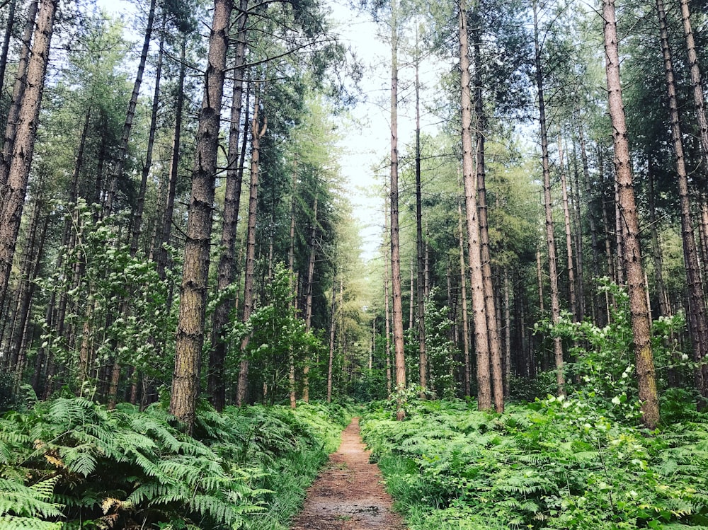 caminho marrom entre plantas verdes e árvores durante o dia