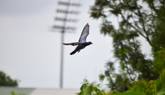 black billed gull flying during daytime in Pune India