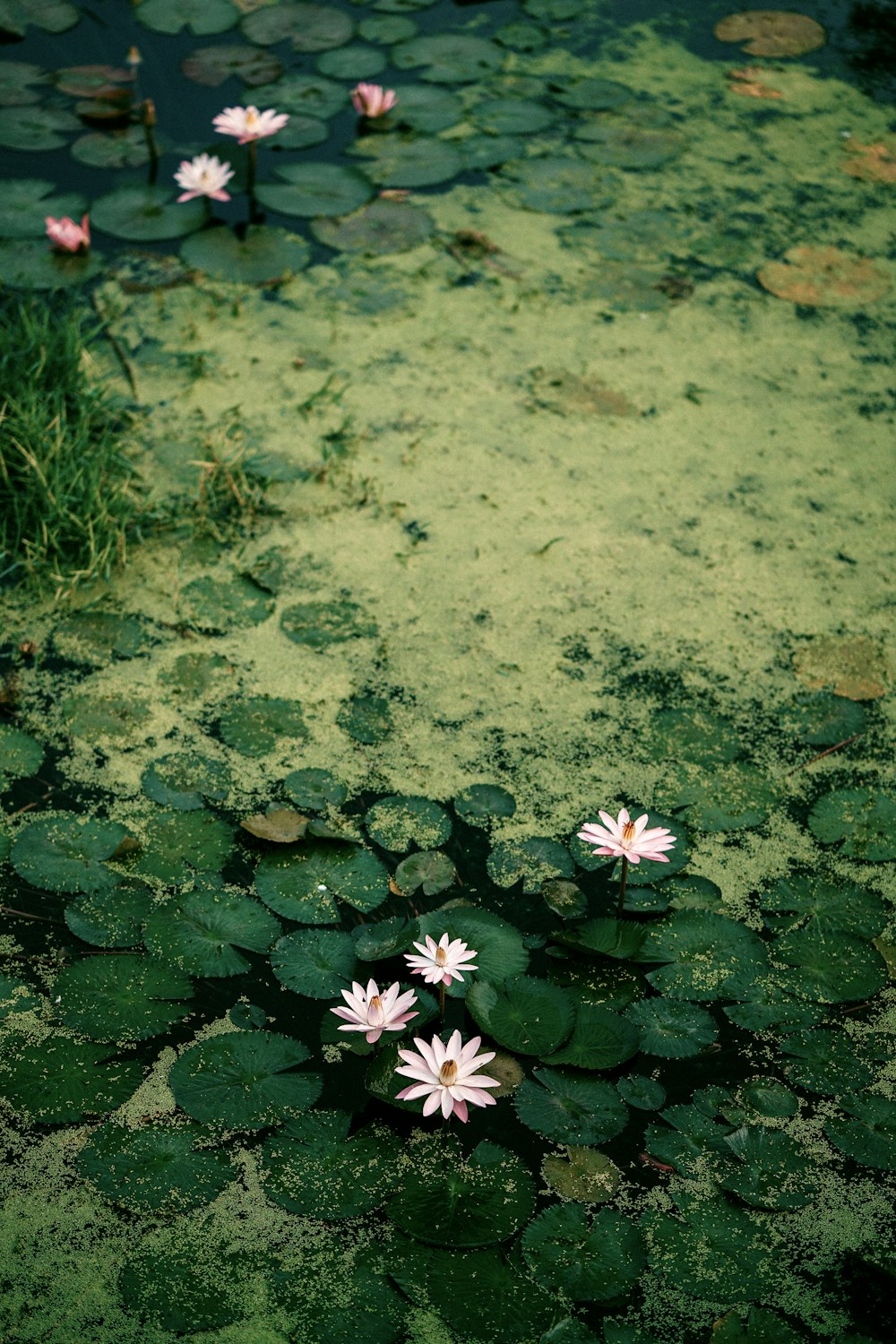 white flower on green moss