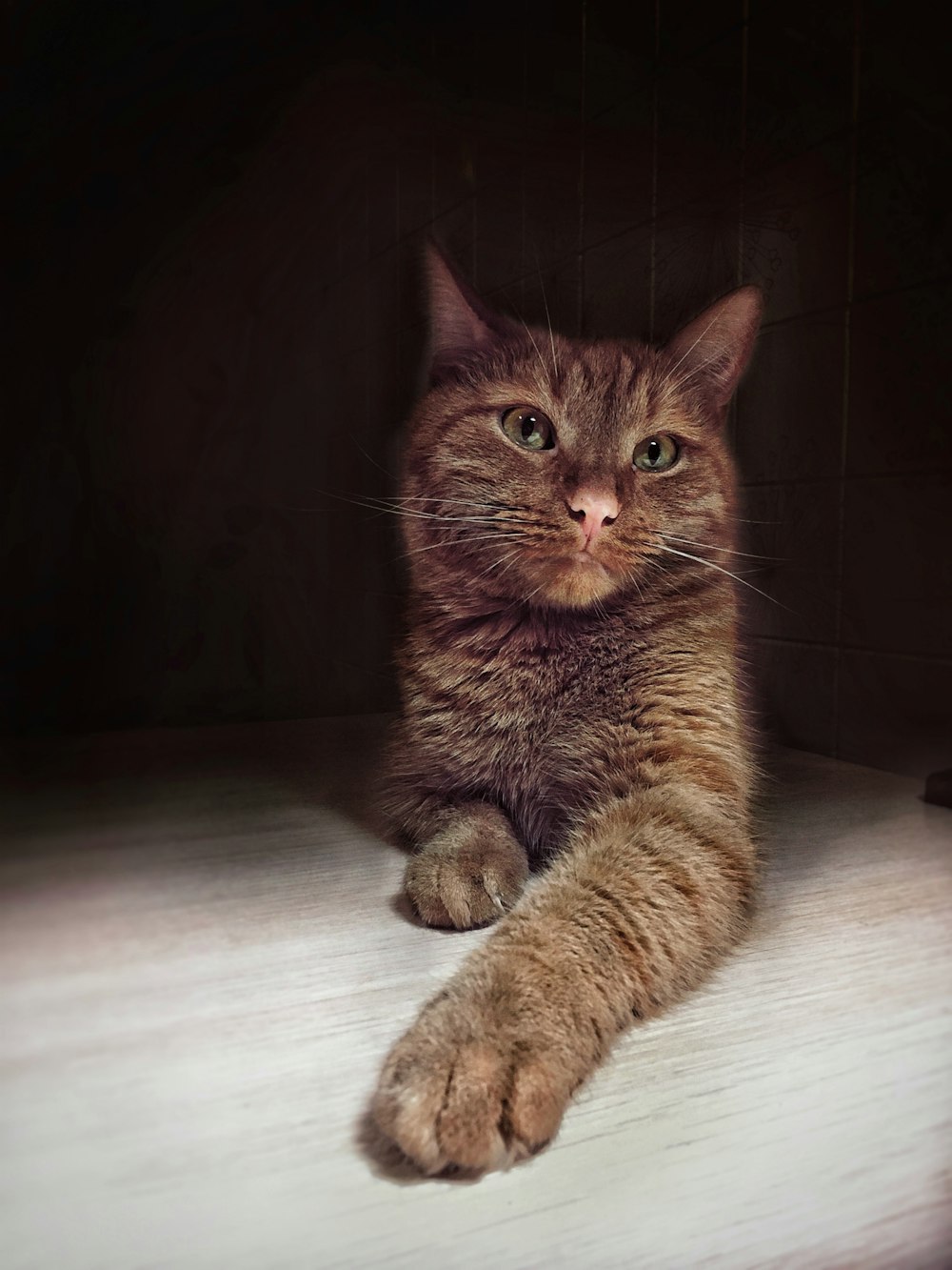 brown tabby cat lying on white floor