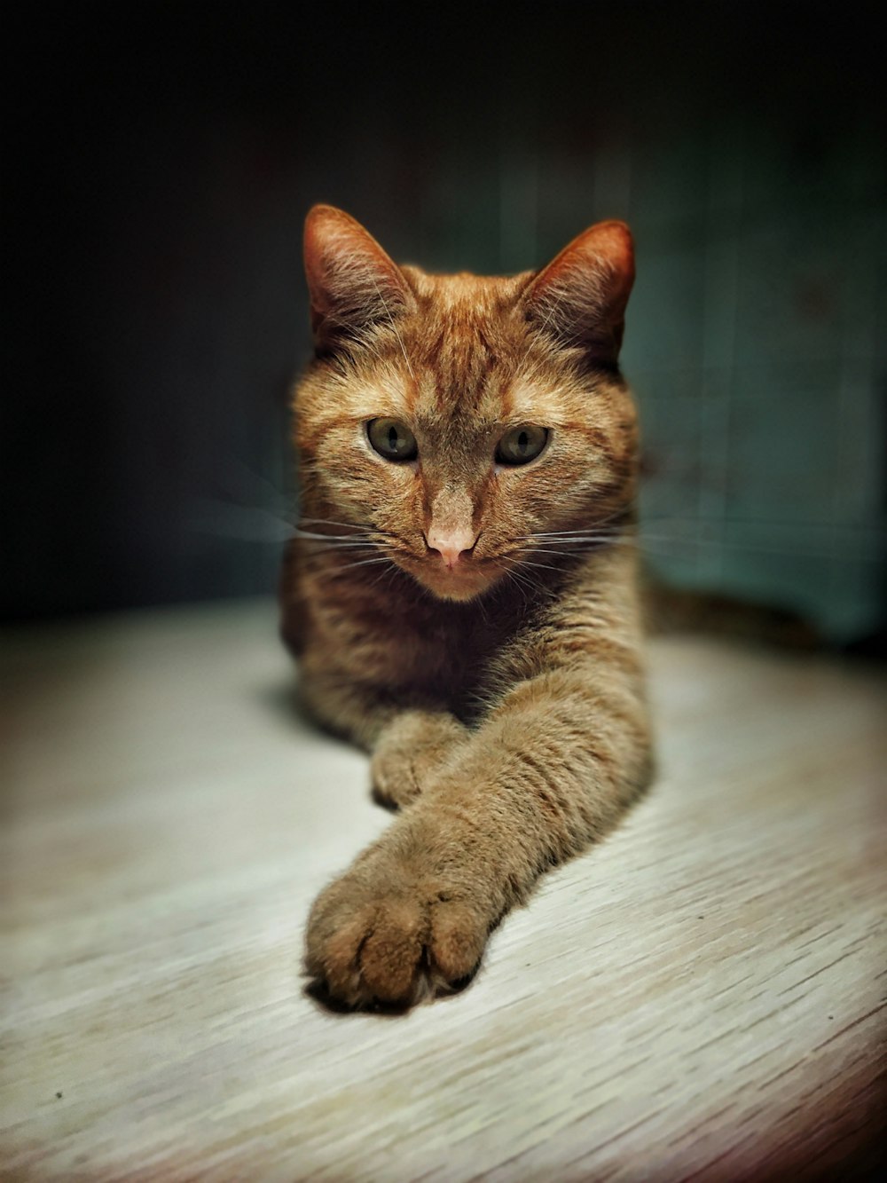 brown tabby cat on white wooden table