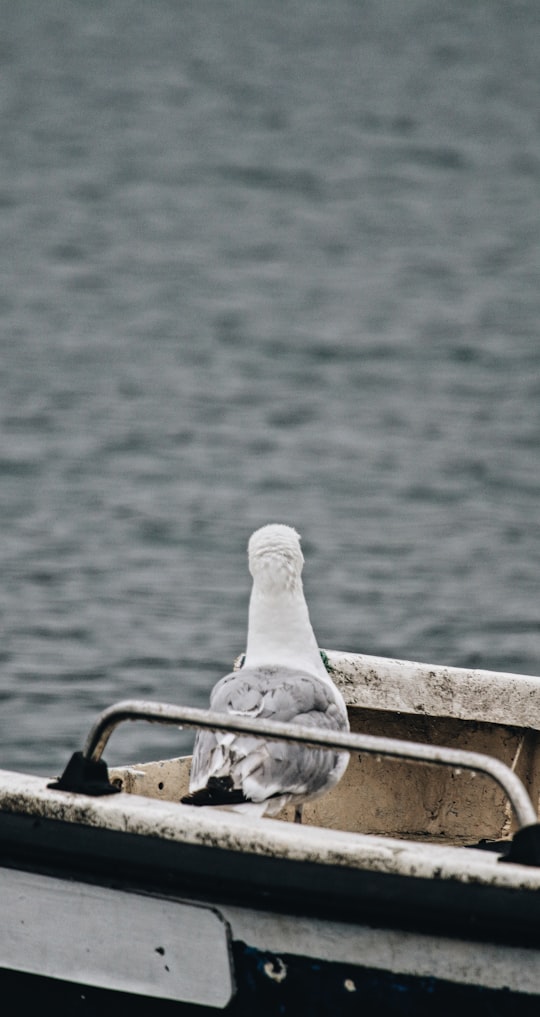 white bird on brown metal bar in Crozon France