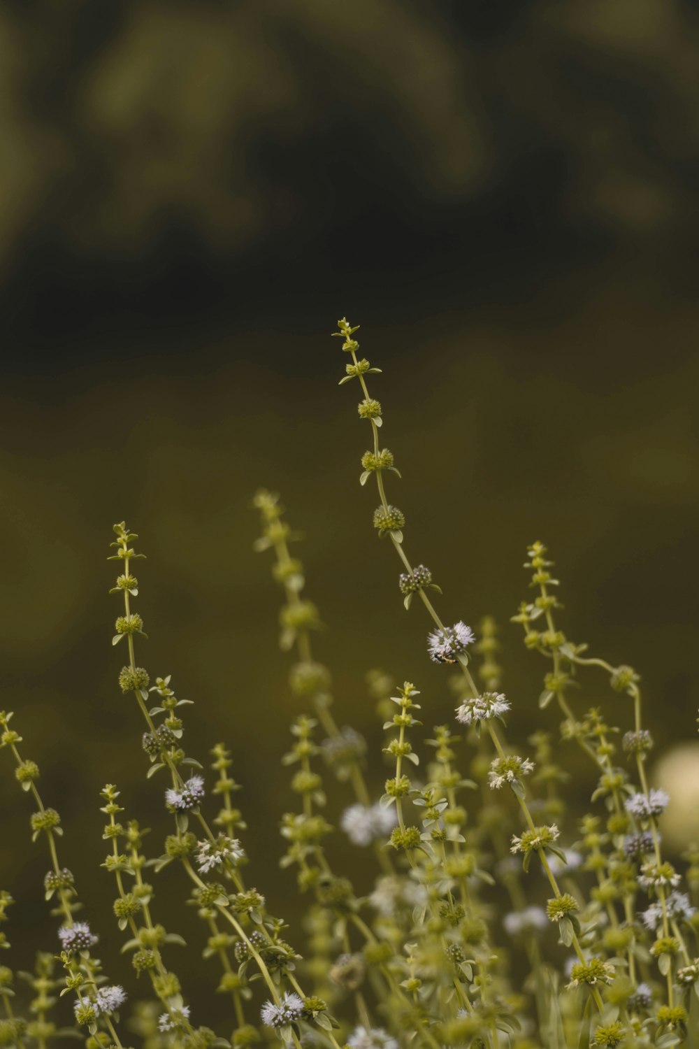 white flower in tilt shift lens