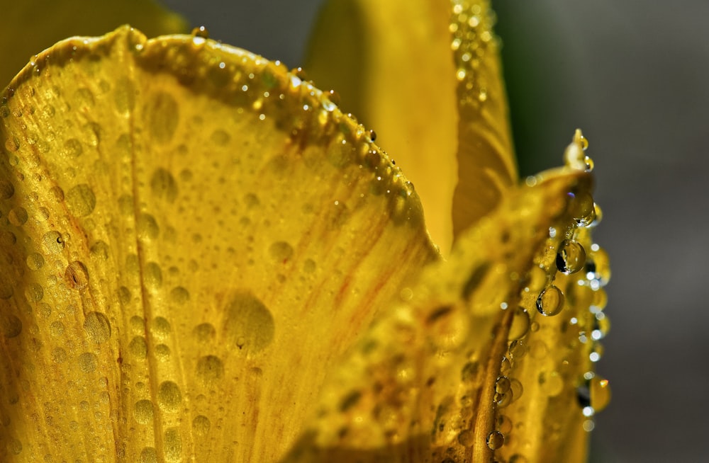 yellow and green flower with water droplets
