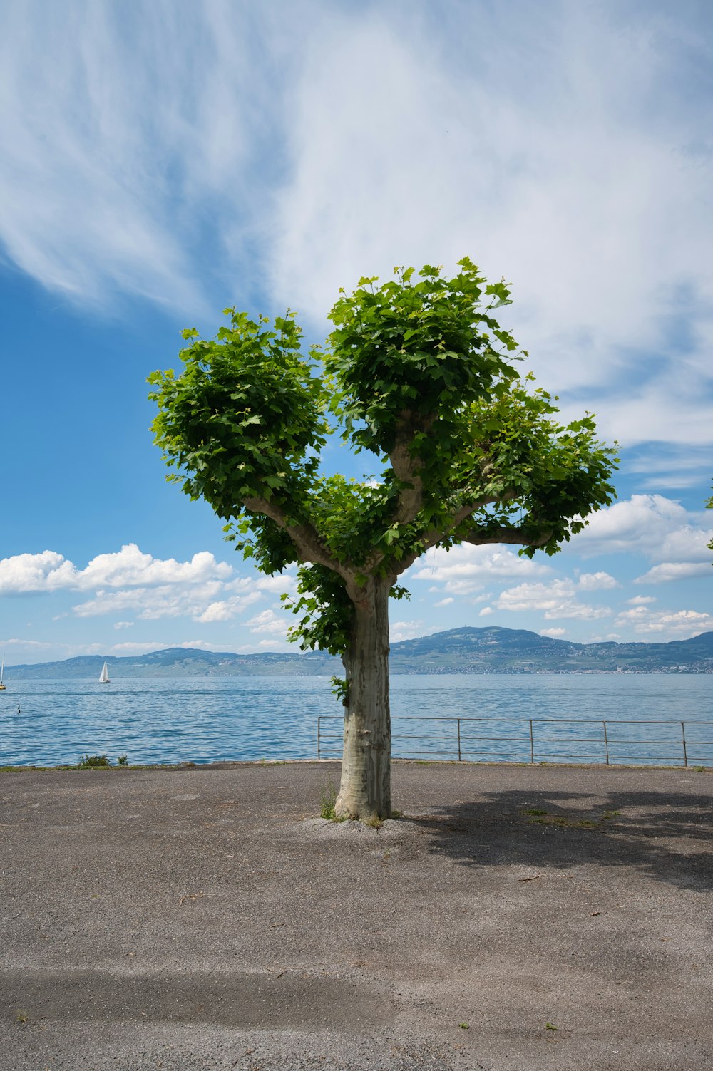 green tree near body of water during daytime