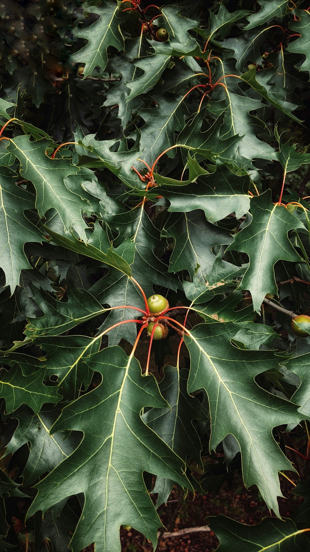 green and red maple leaf