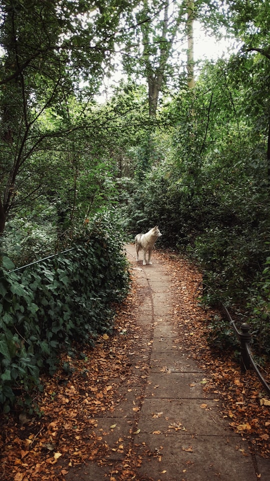 white long coat dog walking on pathway in Prenzlauer Berg Germany