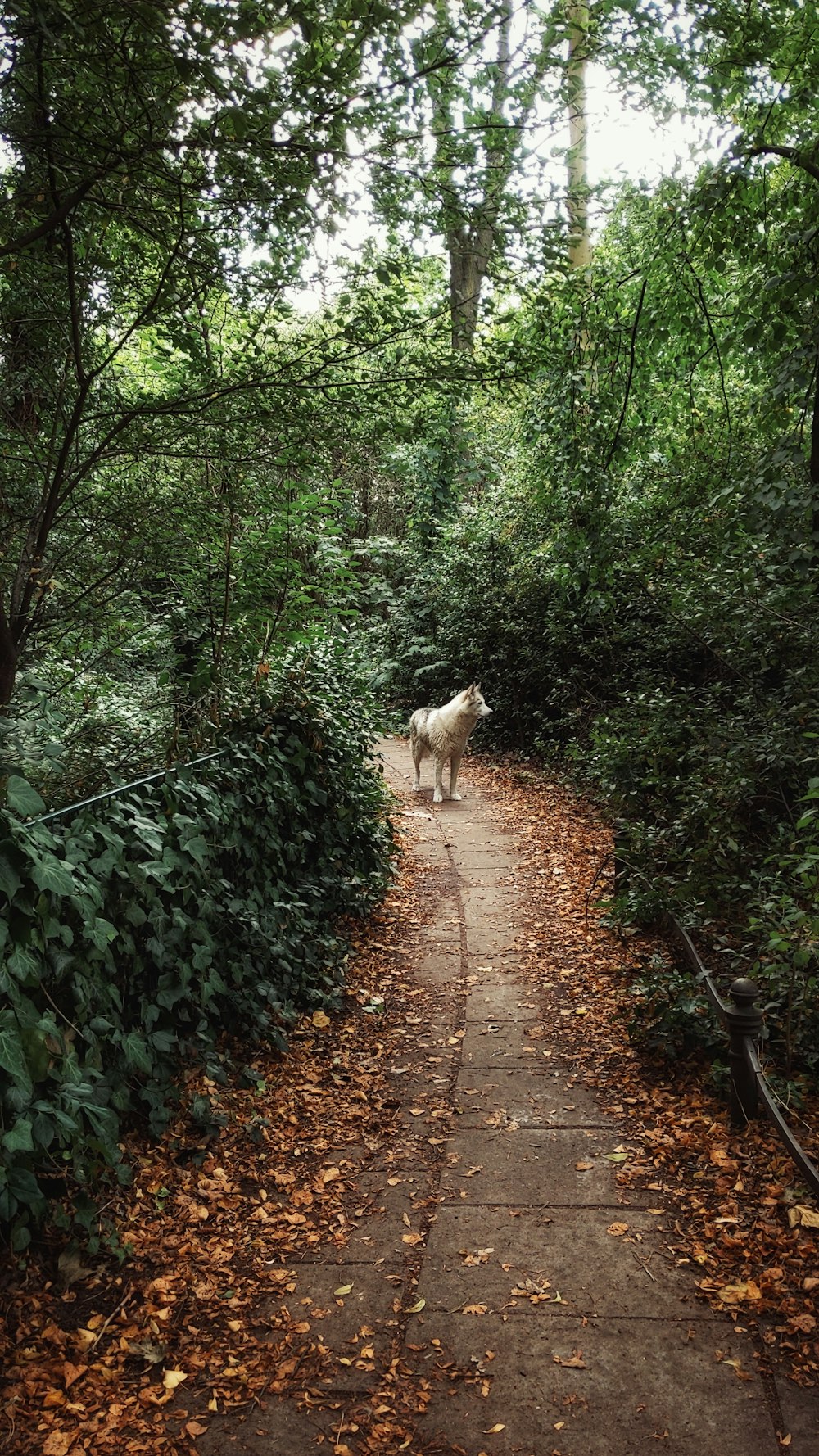 white long coat dog walking on pathway