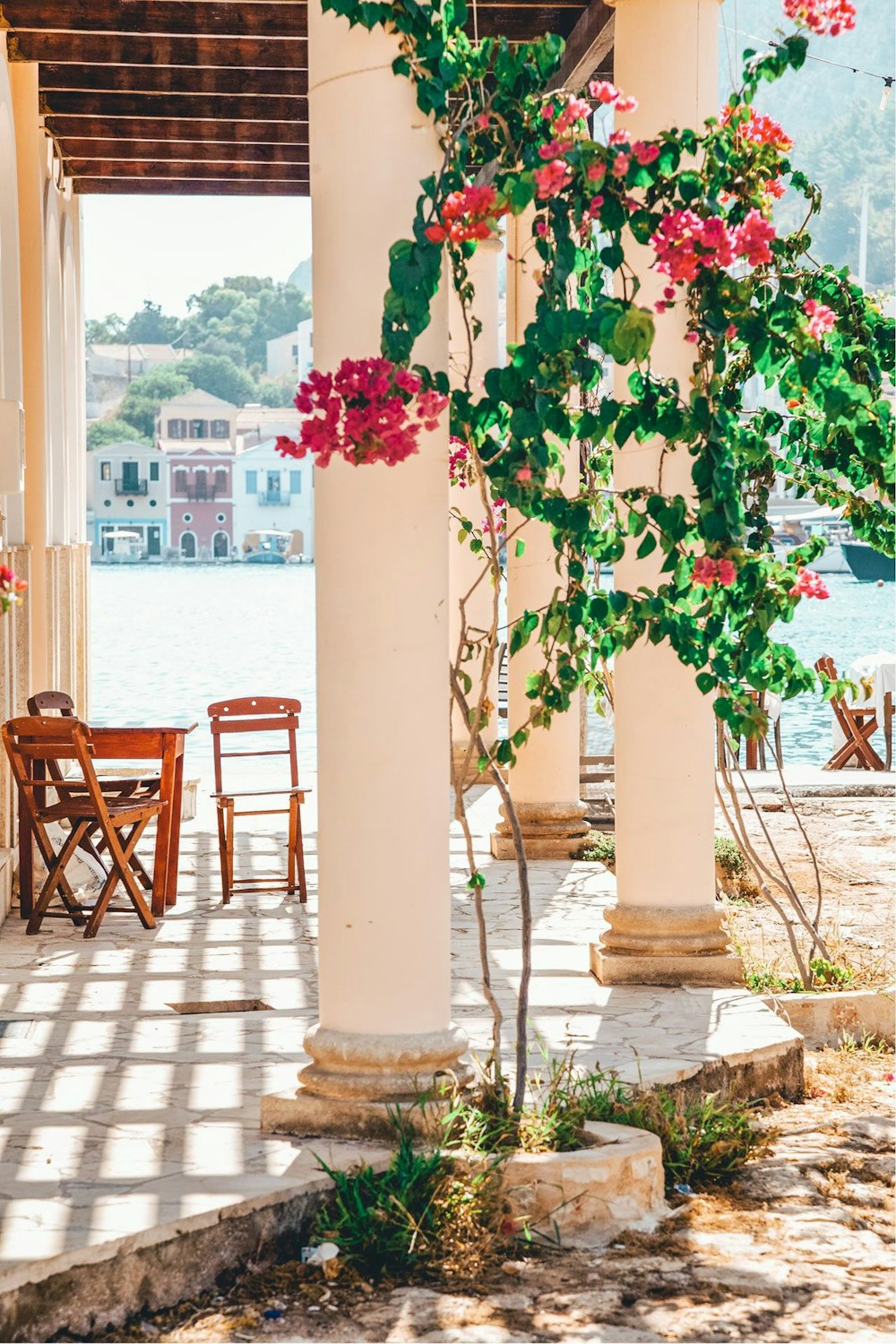 fiori rosa e bianchi su palo di cemento bianco