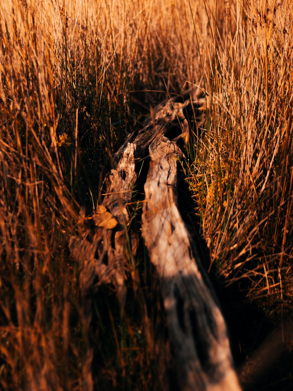 brown dried grass during daytime