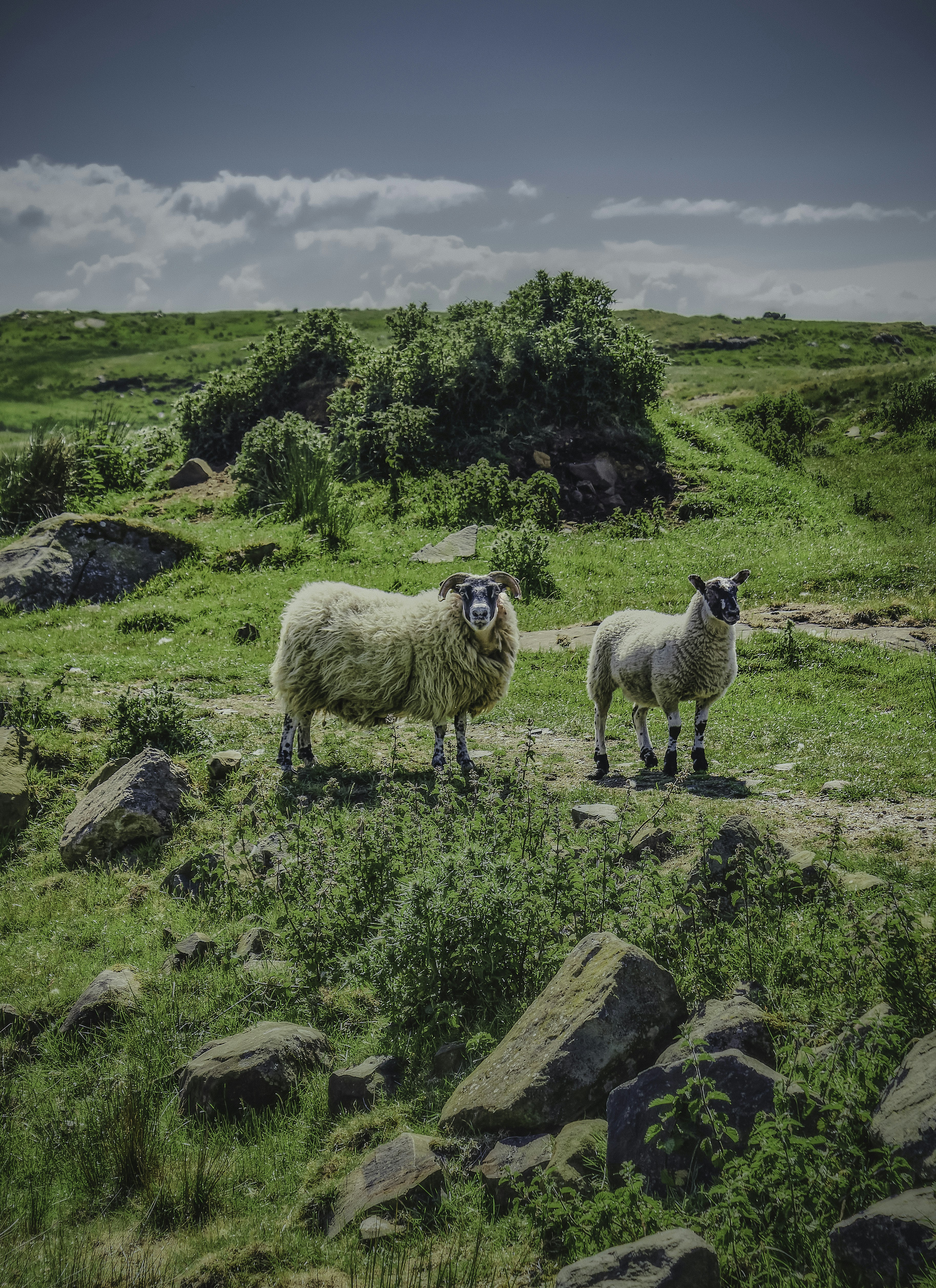 A ram and ewe stare me down atop Fair Head in the Causeway and Coastal Glens of Antrim (Jun., 2020).