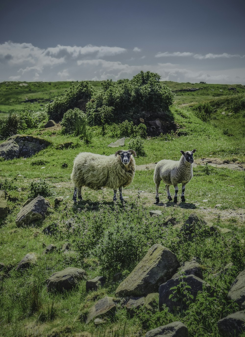 herd of sheep on green grass field during daytime