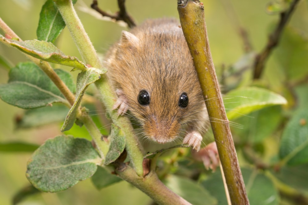 brown rodent on green plant