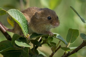 A small mouse perched on a branch, surrounded by vibrant green leaves. The mouse's fur is a soft brown color with white highlights, and its eyes are dark and shiny. The background is a soft focus, providing a sense of depth and a natural setting.