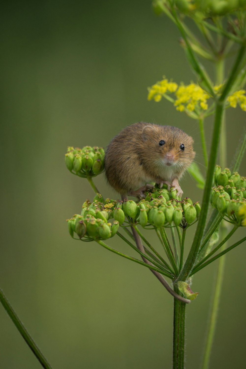 brown and white rodent on yellow flower