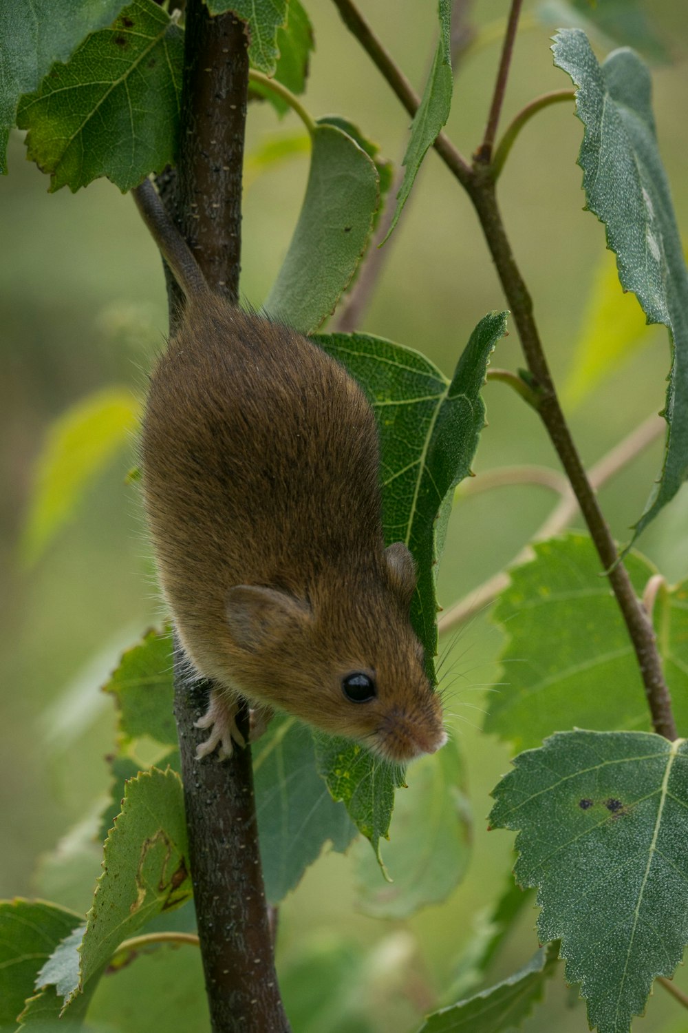 brown rodent on green leaf