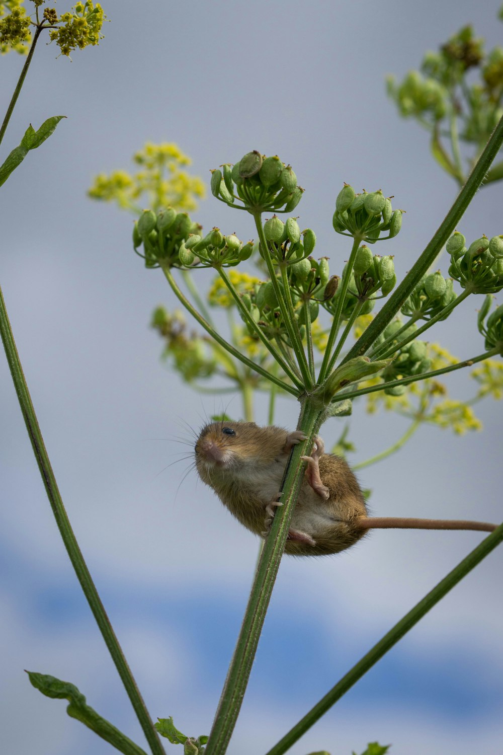 brown rodent on green plant