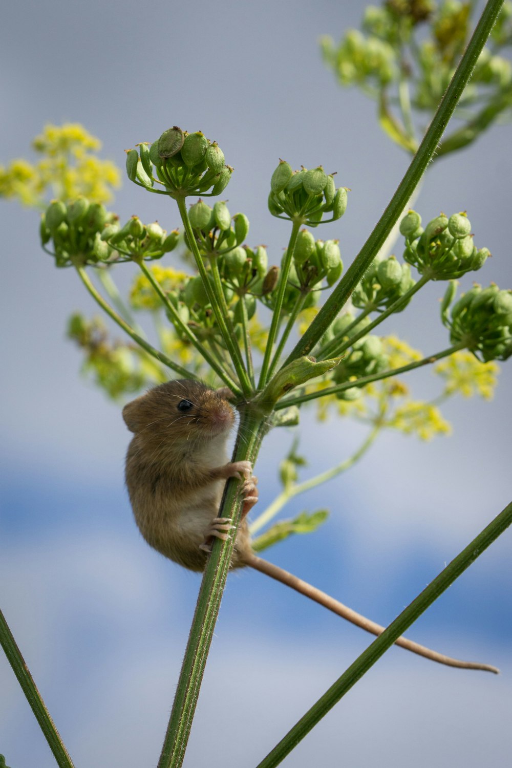 brown bird perched on green plant during daytime