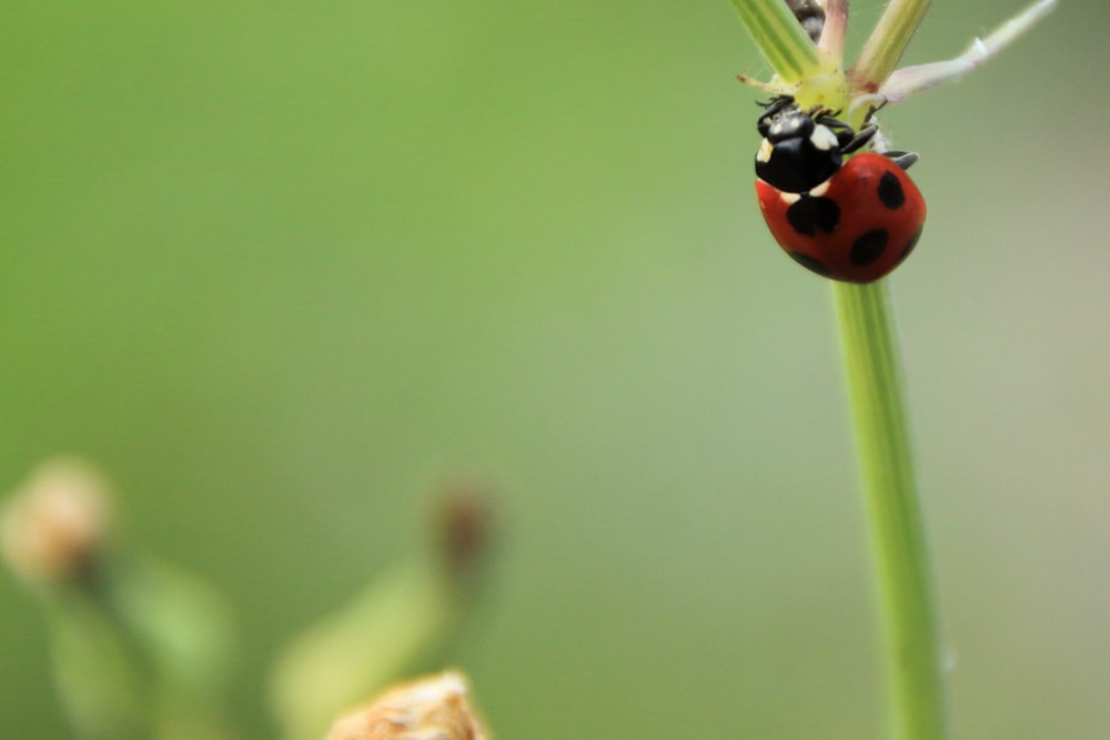red and black ladybug on green stem in close up photography during daytime