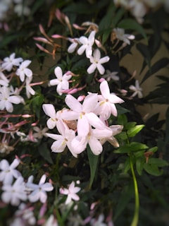 A cluster of delicate white and light pink flowers amid green leaves, creating a serene and natural setting. The soft petals and vibrant foliage capture a sense of tranquility.