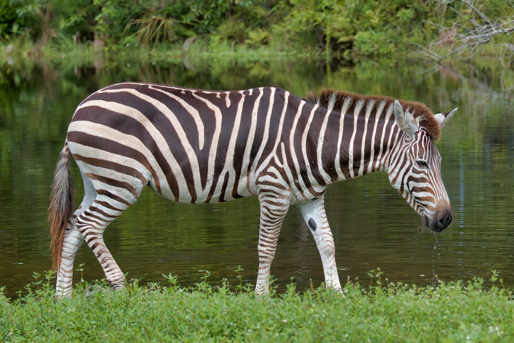 zebra eating grass on green grass field during daytime