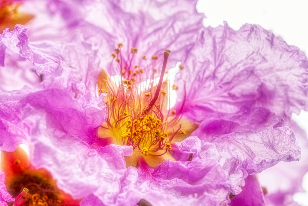 pink flower in macro shot