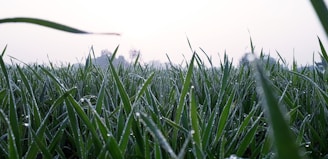 A close-up of dew-covered grass blades in a vast green field at dawn.