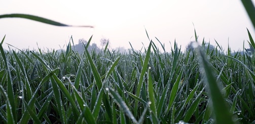 A close-up of dew-covered grass blades in a vast green field at dawn.