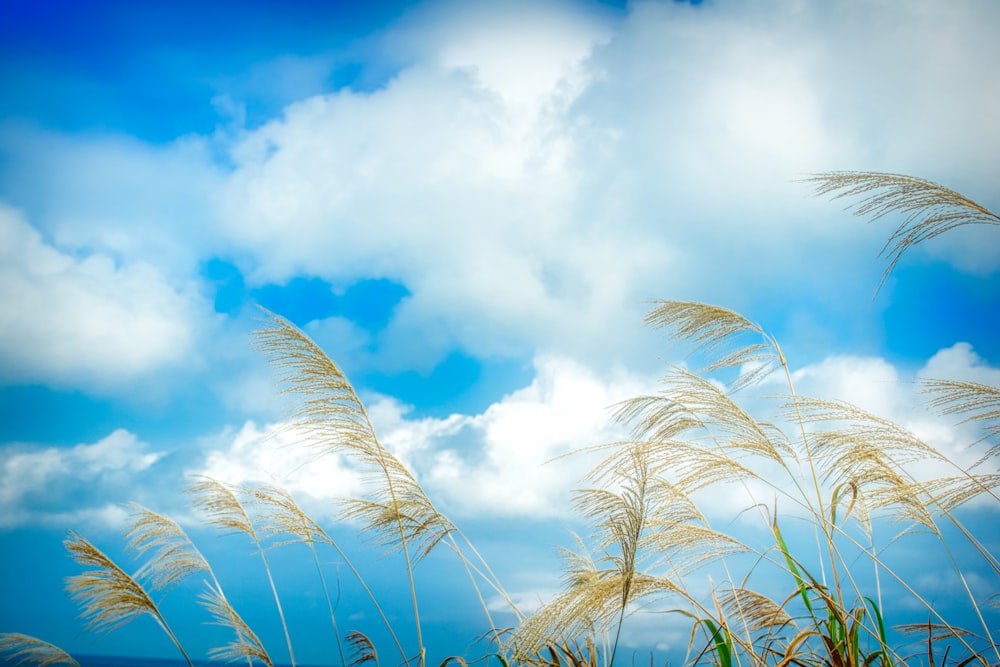 green palm tree under blue sky and white clouds during daytime