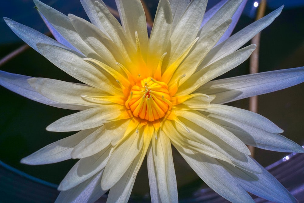 yellow and white flower in macro lens photography
