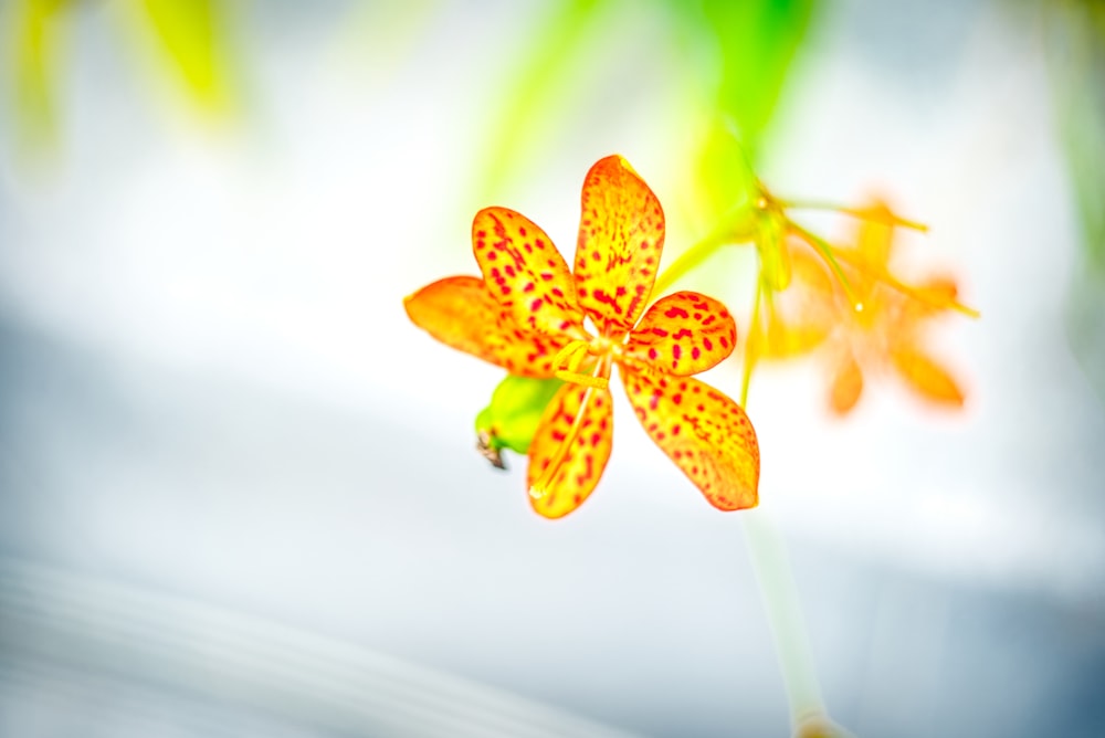 brown and white flower in tilt shift lens