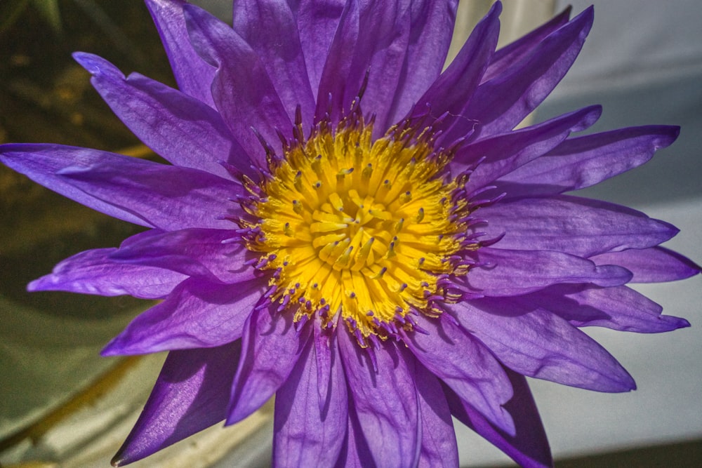 purple and yellow flower in close up photography