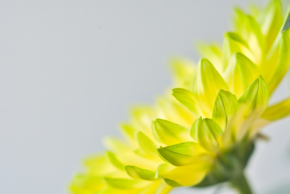 yellow flower in close up photography