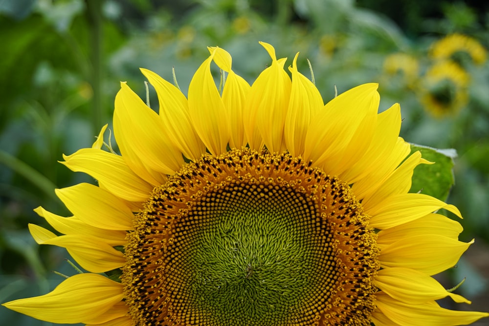 yellow sunflower in close up photography