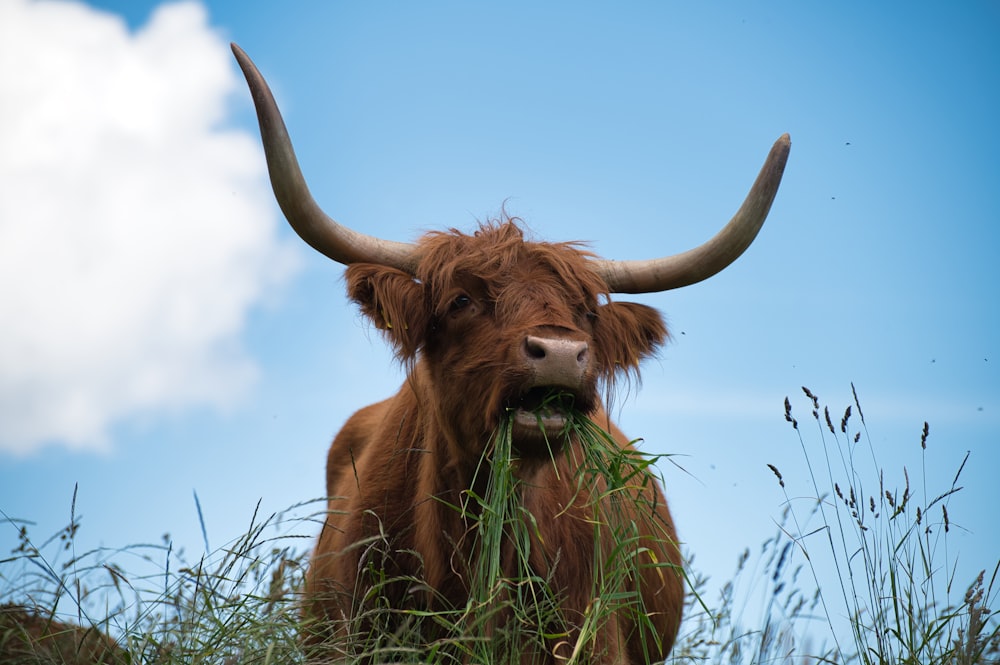 mucca marrone sul campo di erba verde sotto il cielo blu durante il giorno