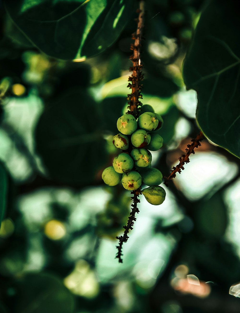 green round fruits in tilt shift lens