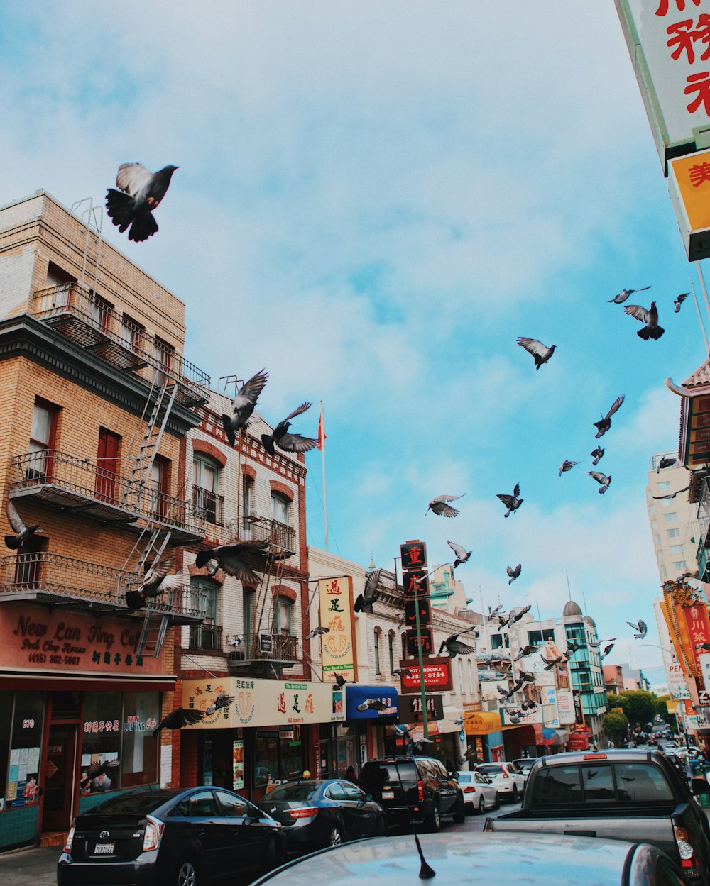 flock of birds flying over the buildings during daytime