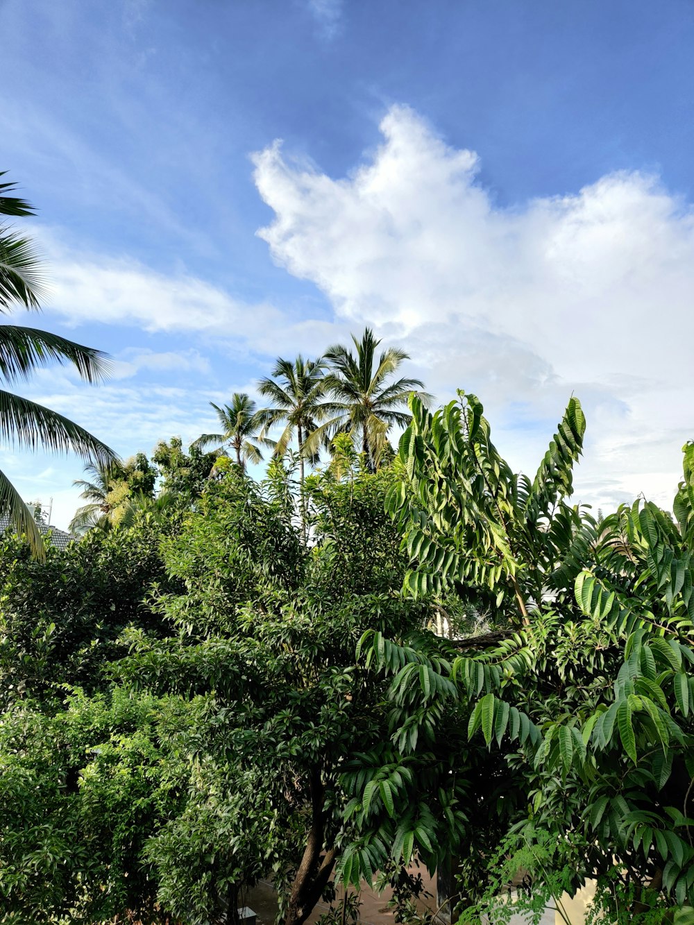 green palm trees under blue sky during daytime