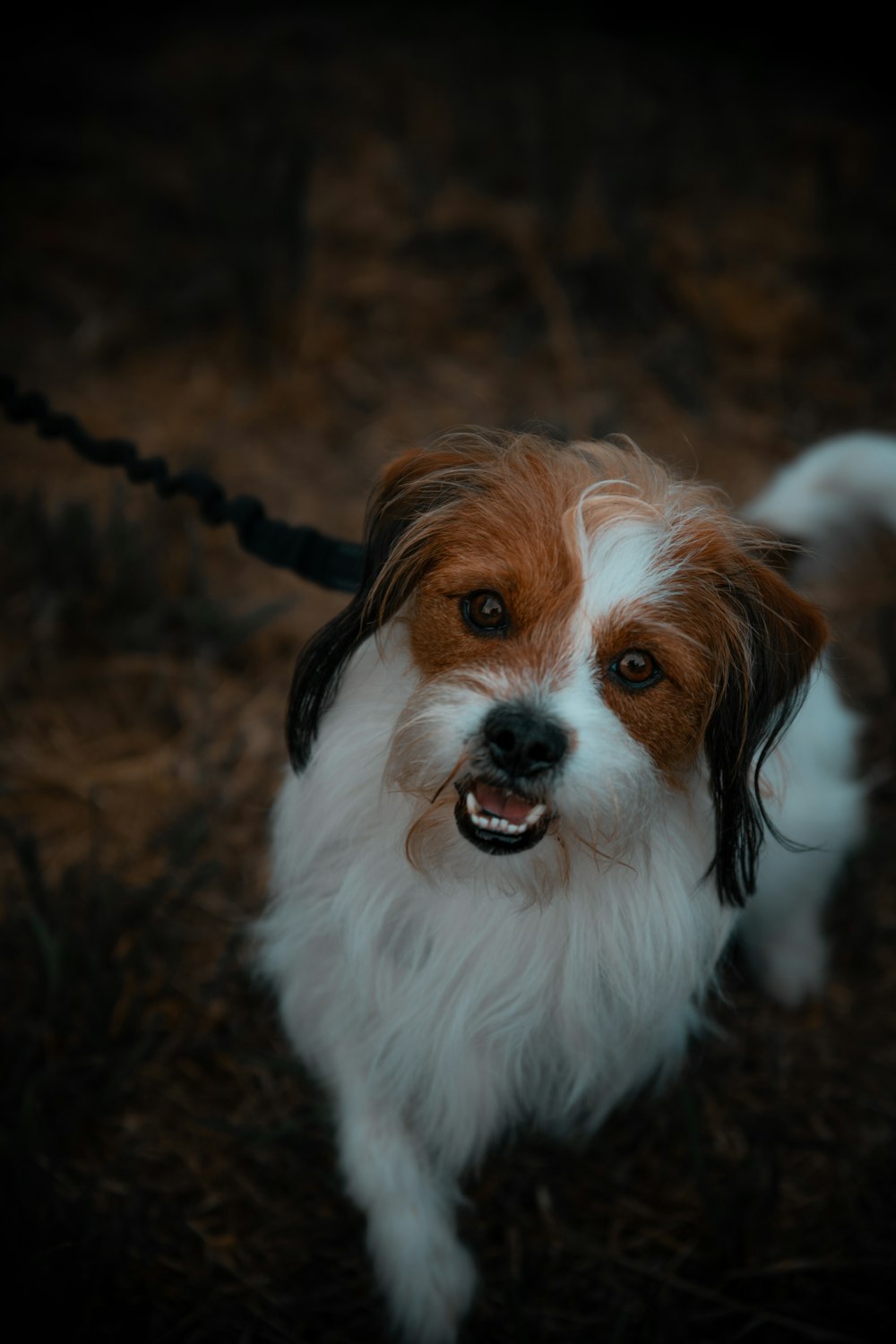 white and brown long coated small dog