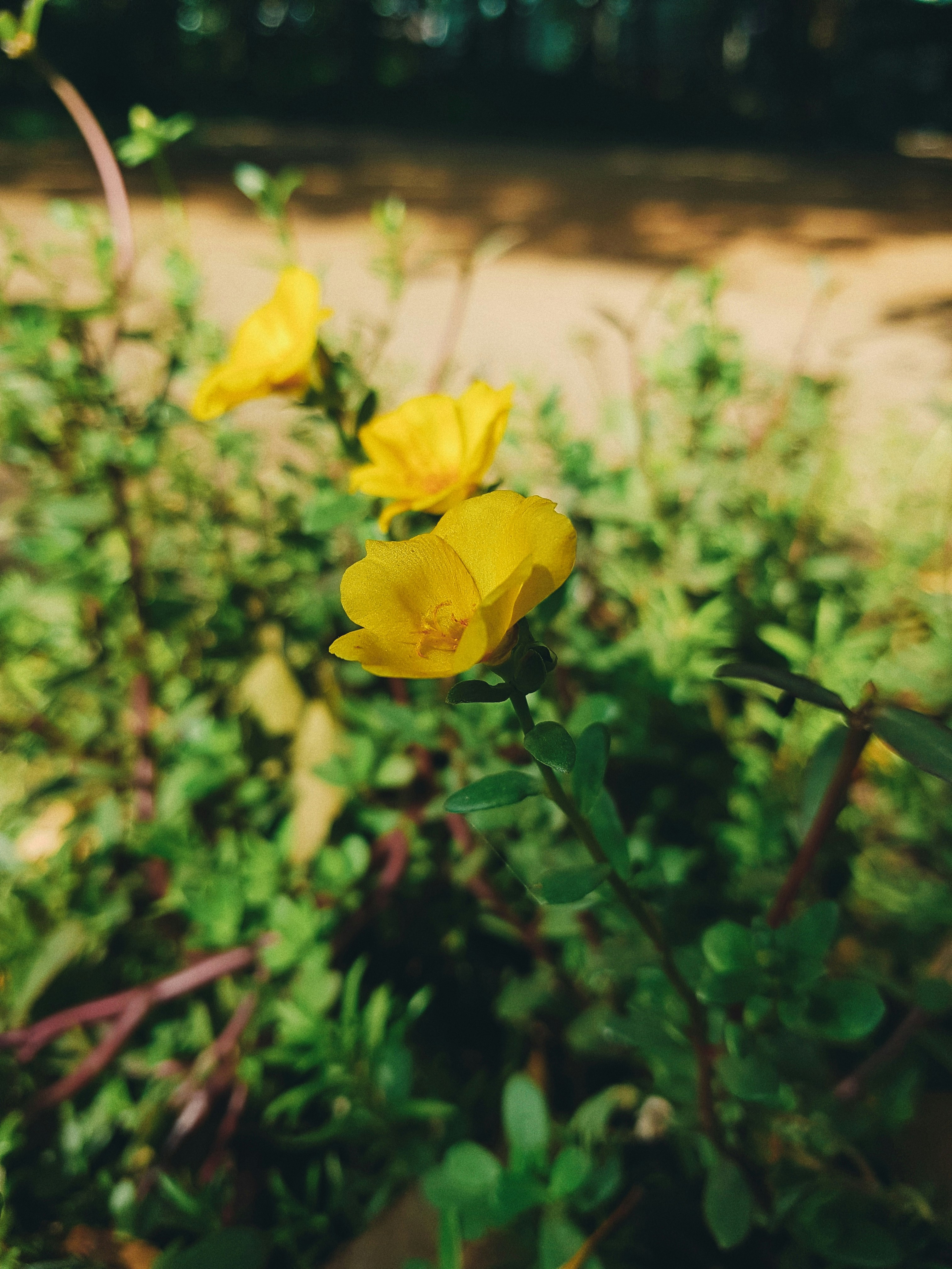 Photo by pineapplexpizza