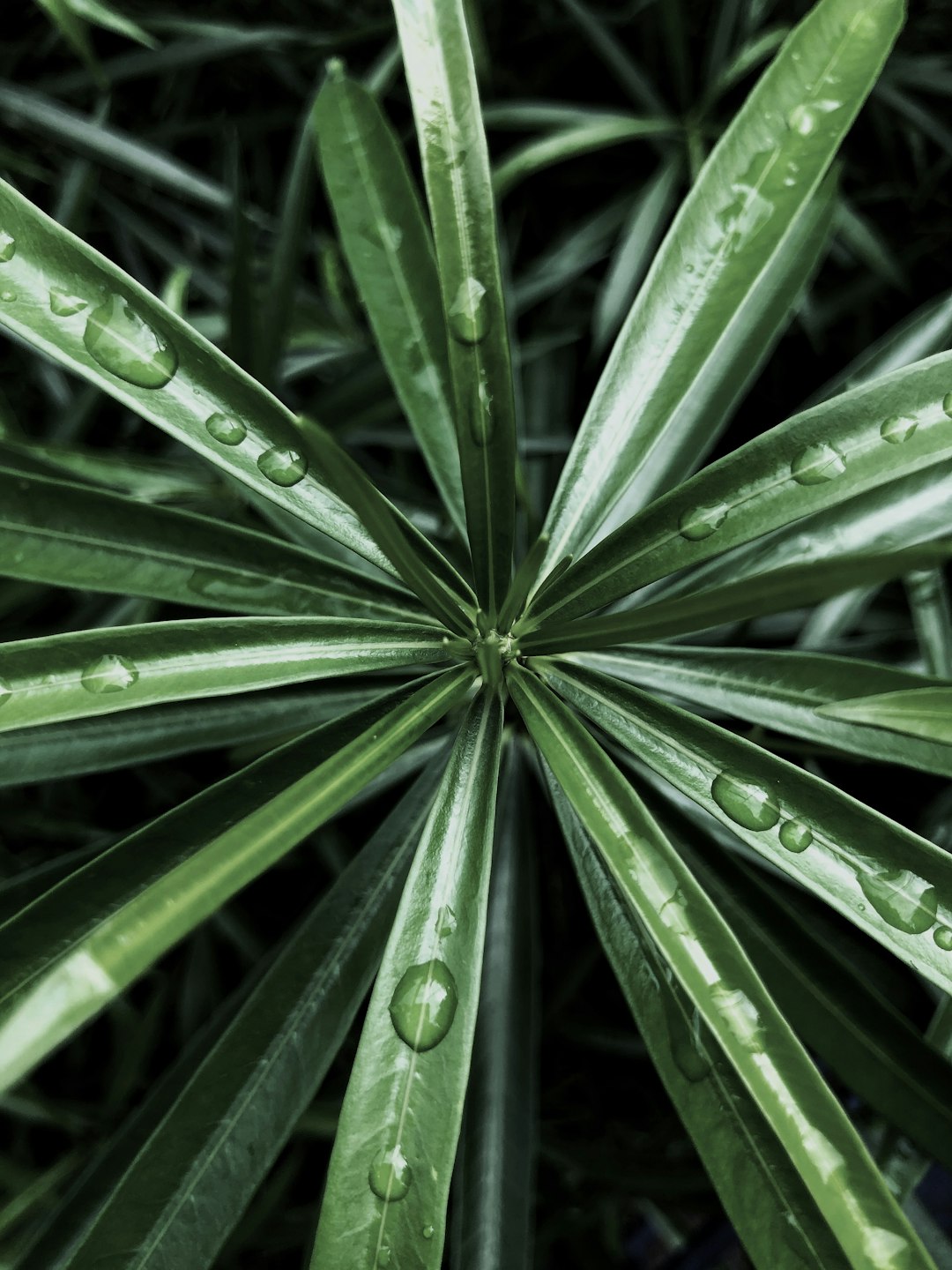 water droplets on green leaf