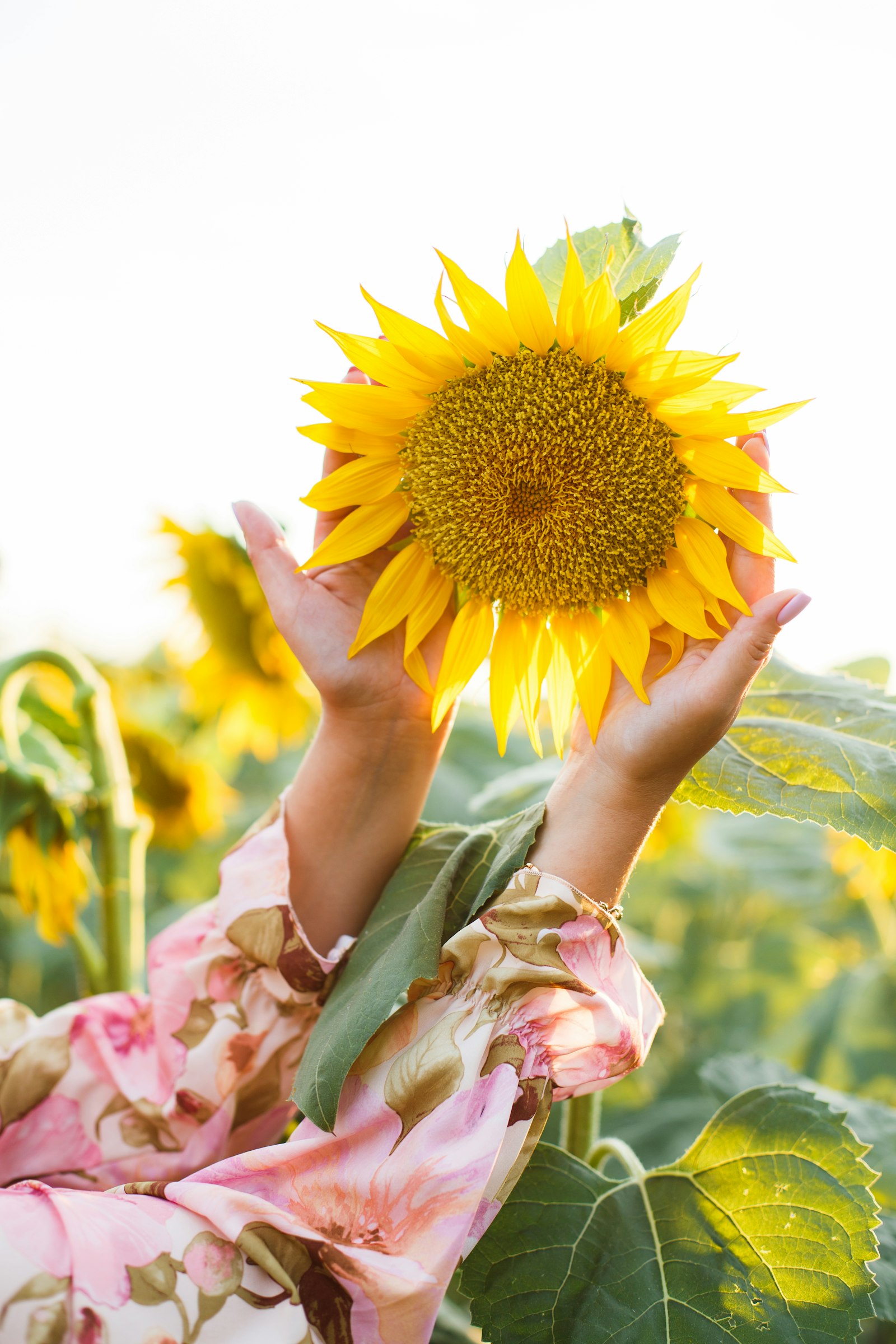 Canon EOS 6D + Canon EF 50mm F1.4 USM sample photo. Person holding sunflower during photography