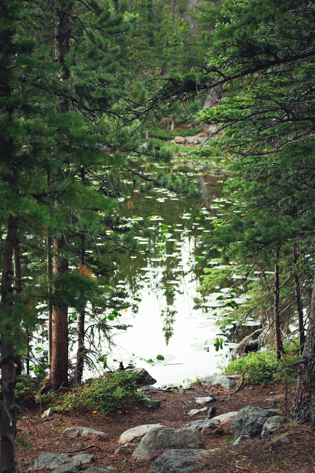 green trees on forest during daytime