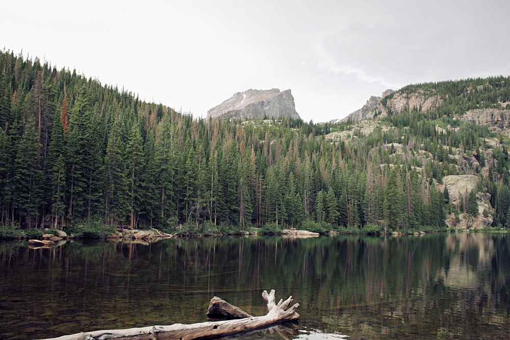 green pine trees near lake during daytime