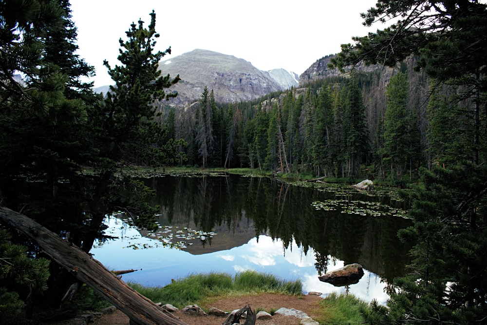 昼間の湖や山の近くの緑の木々