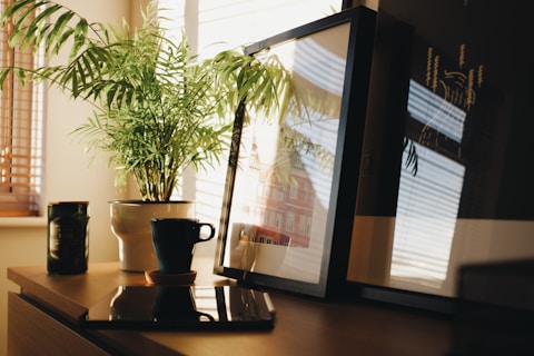 green potted plant on brown wooden table