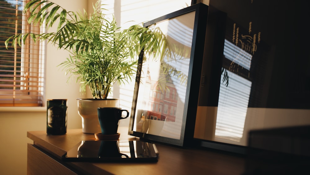 green potted plant on brown wooden table