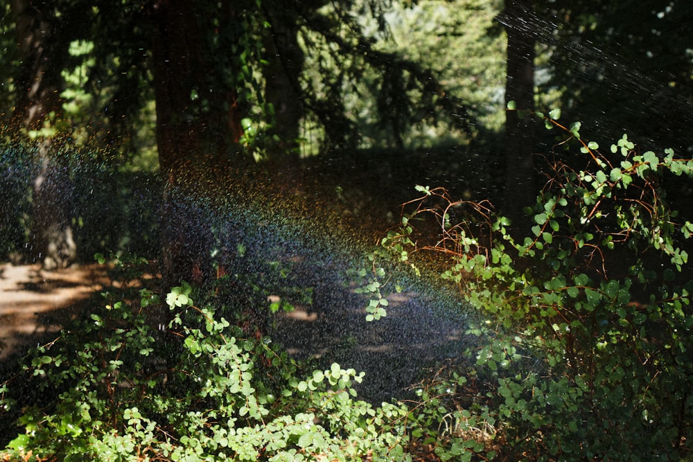 Herbe verte et arbres pendant la journée